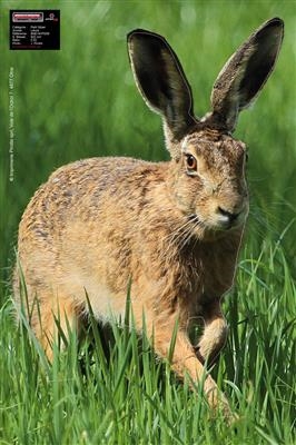 Maximal Animal Target: Alarmeret Hare